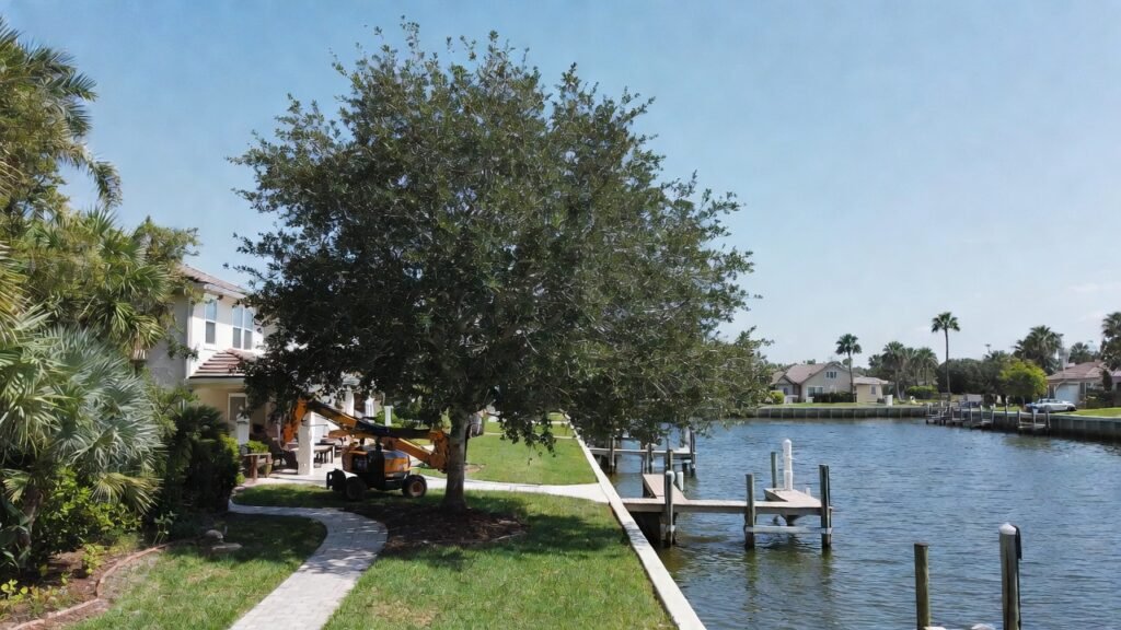 Tree installation services in Cape Coral FL providing long-lasting dock shade